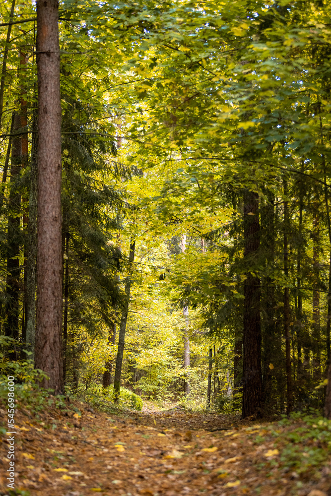 Obraz premium Autumn trees in the forest