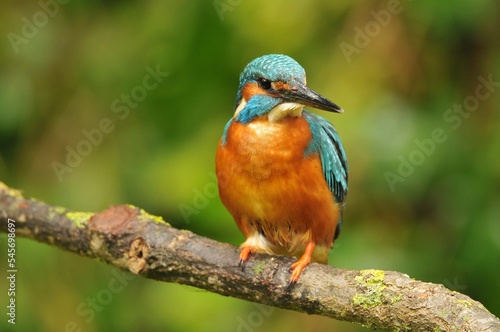 Selective focus of a colorful Common kingfisher perched on a tree twig in the park © Jordi Figueras/Wirestock Creators