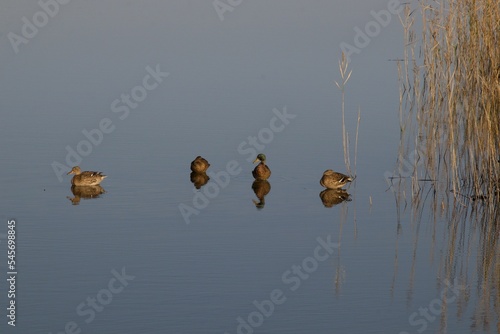 Reflective calm lake with four swimming ducks