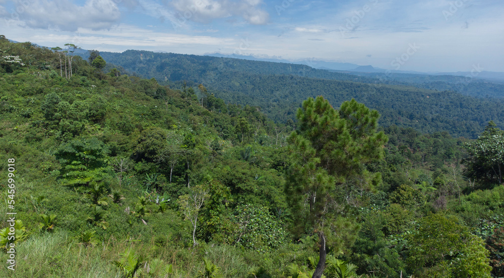 Tropical forest in Aceh Province, Indonesia
