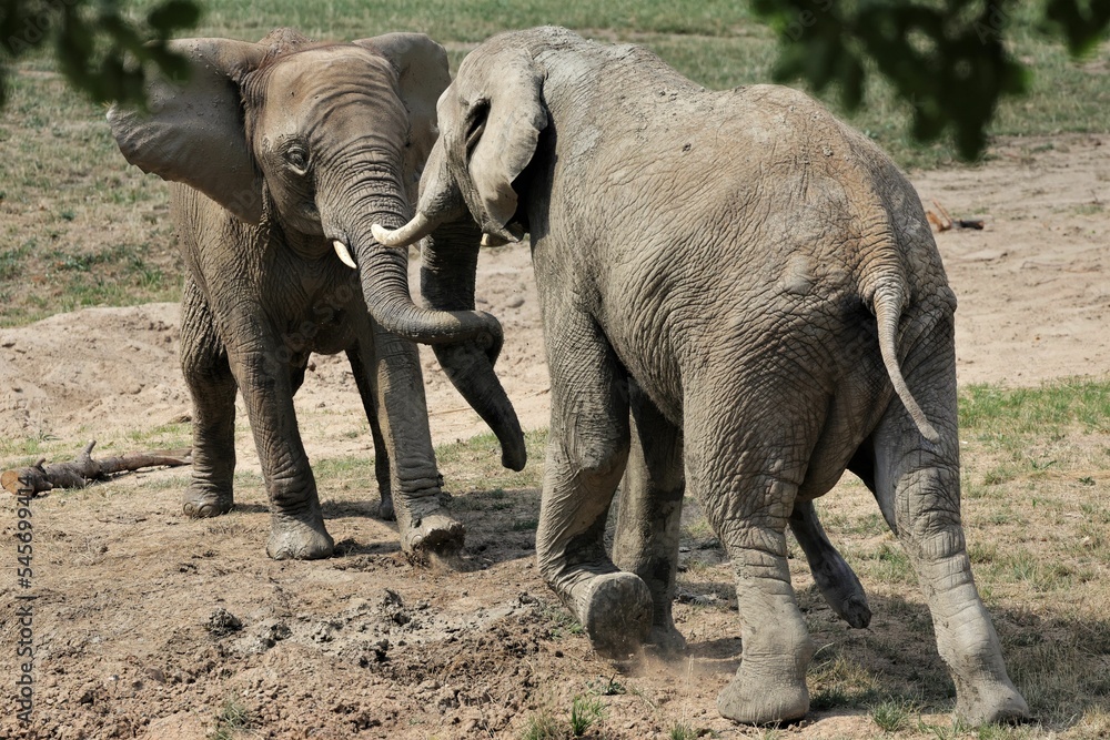 Fototapeta premium Two adorable African bush elephants cuddling with trunks in the savanna
