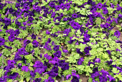 Purple petunia as flower bed on a city street close up