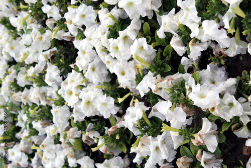 White petunia as flower bed on a city street close up