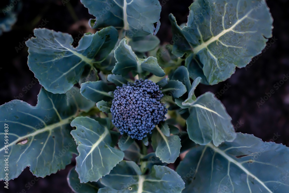 Top view of the broccoli plant, a closeup shot Top view of the broccoli plant, a closeup shot