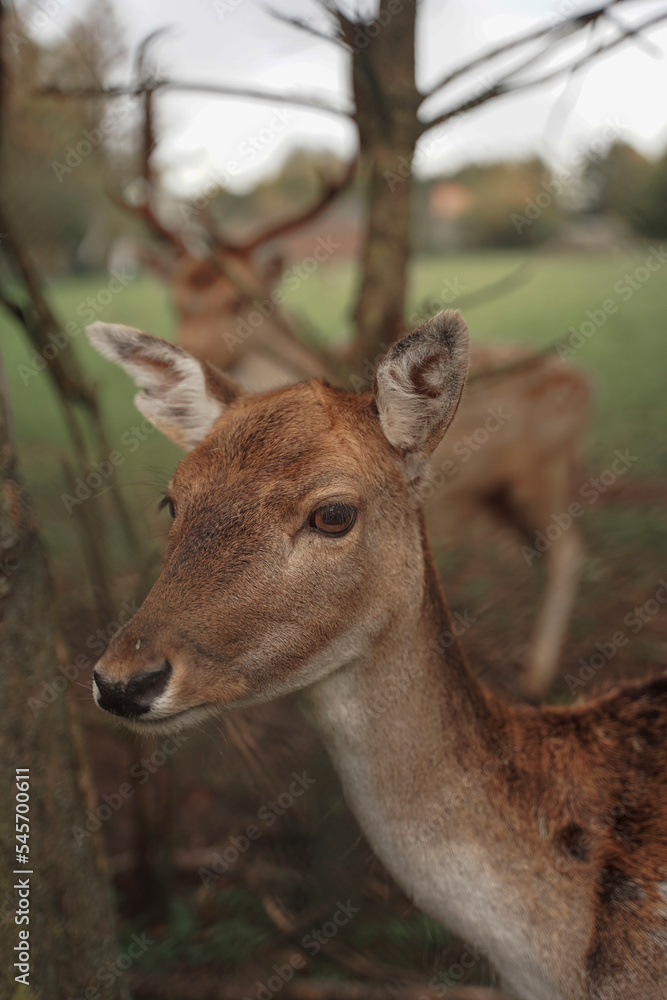Close-up portrait of fawn head