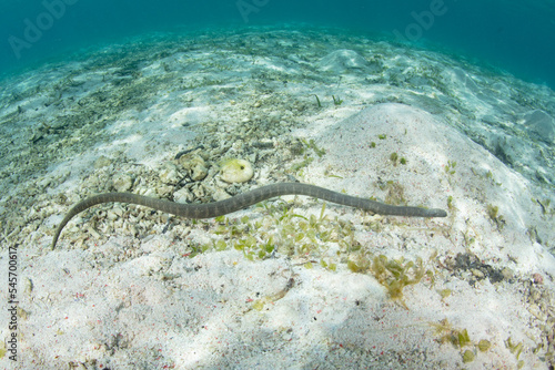 Photography A Little file snake, Acrochordus granulatus, hunts for small fish in a seagrass meadow in Komodo National Park, Indonesia