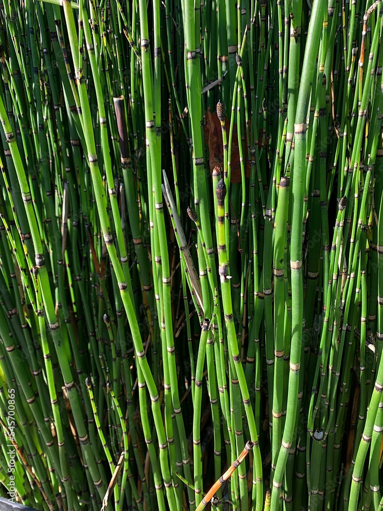 winter horsetail, a green plant in the form of sticks, a lot of green plant stems winter horsetail, a green plant in the form of sticks, a lot of green plant stems