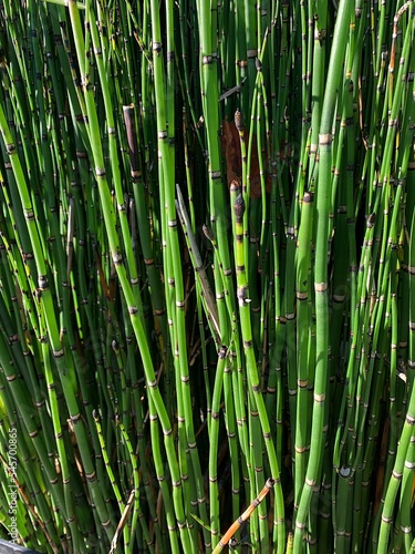 winter horsetail, a green plant in the form of sticks, a lot of green plant stems