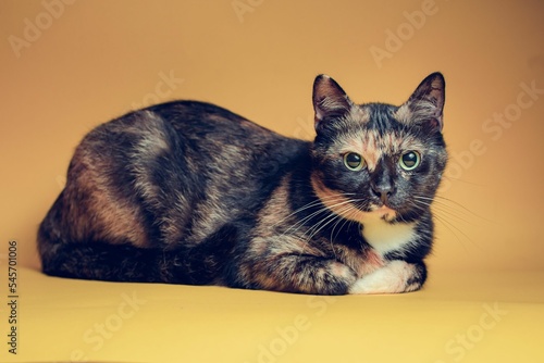 Photography Cute calico cat against yellow background