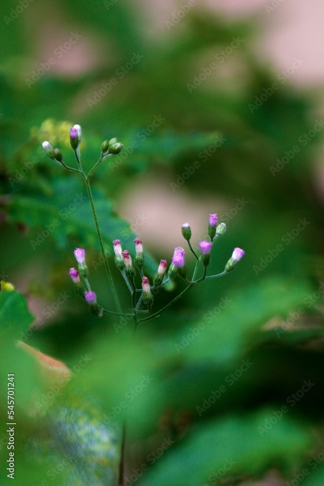 Vertical selective focus shot of Cyanthillium flowers Vertical selective focus shot of Cyanthillium flowers