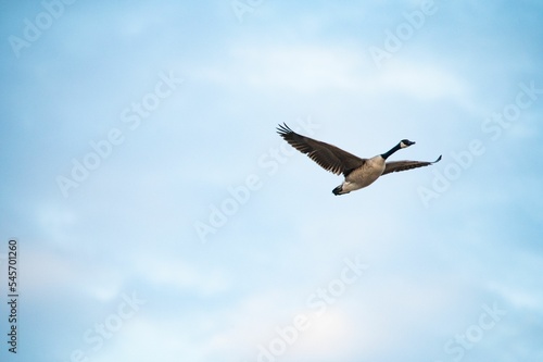 Closeup of a grey goose (Anser) during its flight on the blue sky © Joe Dickson/Wirestock Creators