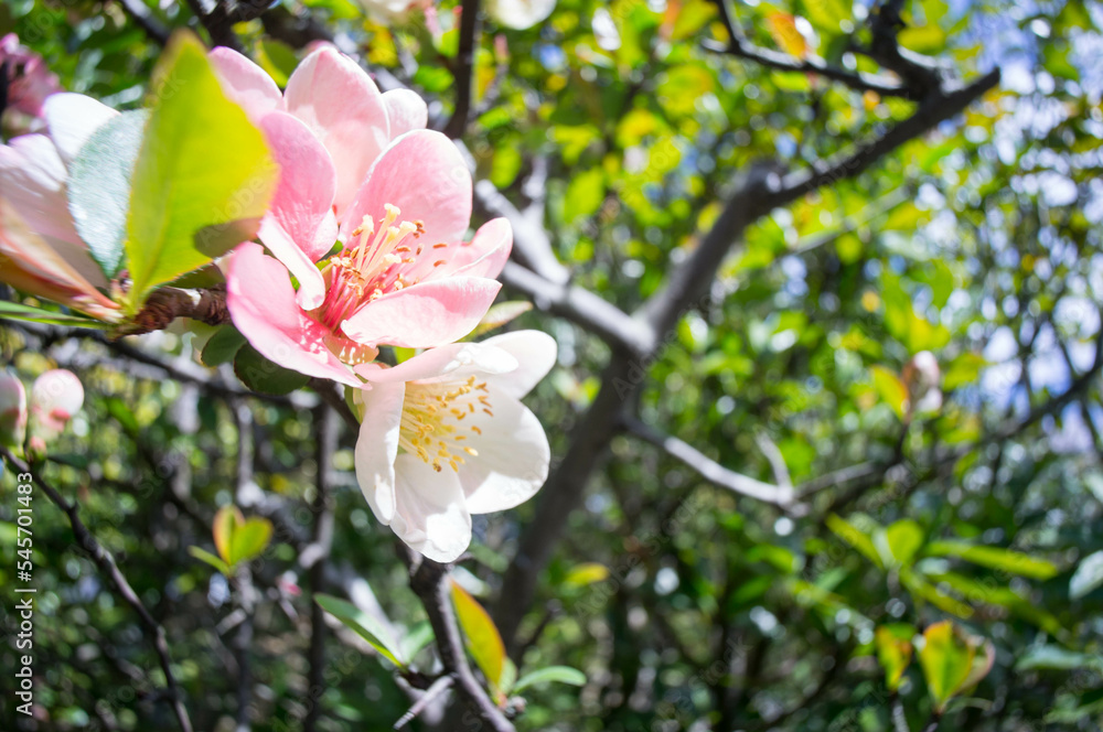 京都 妙心寺・退蔵院に並んで咲く白とピンクの梅