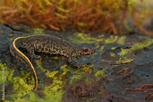 Closeup shot of a salamander juvenile on a mossy surface photo