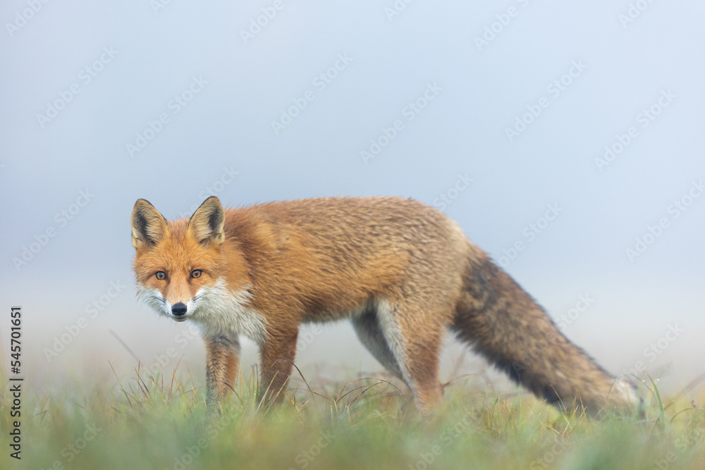 Mammals - European Red Fox (Vulpes vulpes)