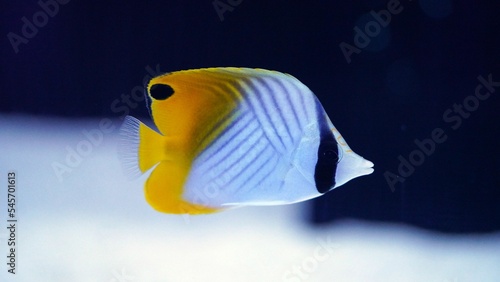 Threadfin butterflyfish photo