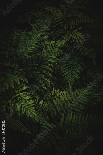 Vertical shot of fern leaves against dark background for cool wallpaper photo