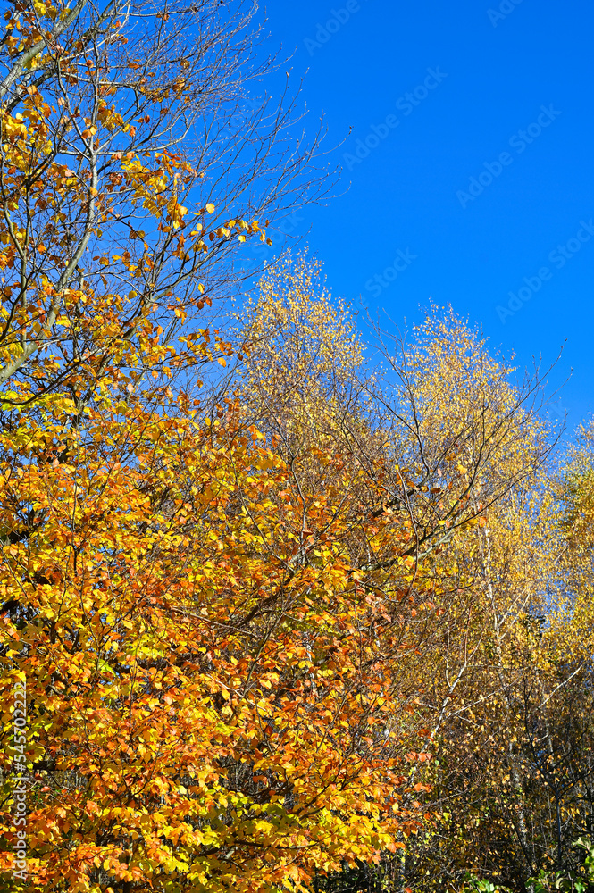 Herbstlaiub 107 Herbstlaiub 107