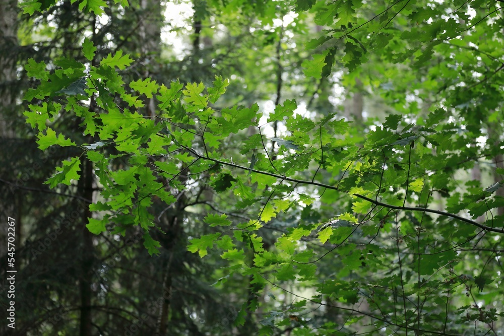 Closeup of green leaves on branches in a forest outdoors Closeup of green leaves on branches in a forest outdoors