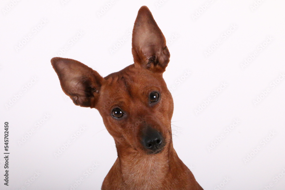 head portrait from a small pinscher in the white studio head portrait from a small pinscher in the white studio