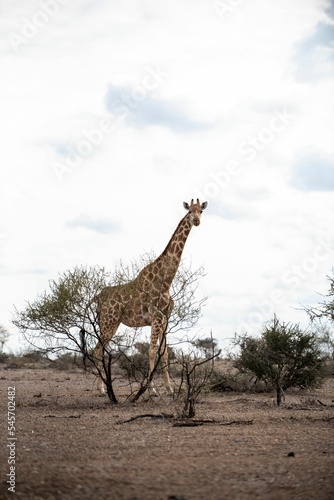 Vertical shot of a giraffe in the wild on a sunny day