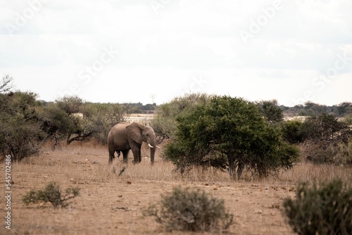 Elephant in a safari on a sunny day