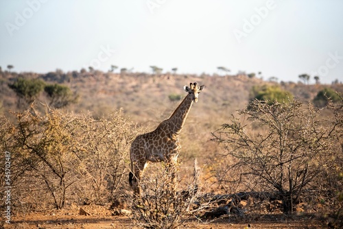 Giraffe in the wild on a sunny day