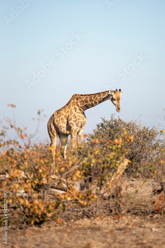 Vertical shot of a giraffe in the wild