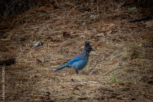 Steller's jay, with its beautiful blue feathers and fine crest, also known as the long-crested jay, mountain jay and pine jay. photo