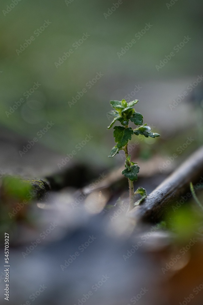 Vertical selective focus of a small Stenogyne in the blurred background Vertical selective focus of a small Stenogyne in the blurred background