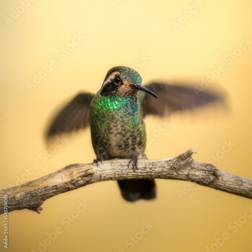 Close up of a white-eared hummingbird (Basilinna leucotis) perched on a branch photo