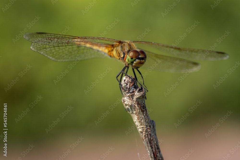 Closeup of a Dragonfly sitting on a branch with blurred background Closeup of a Dragonfly sitting on a branch with blurred background