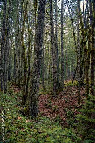 Vancouver Island rainforest © Bernie