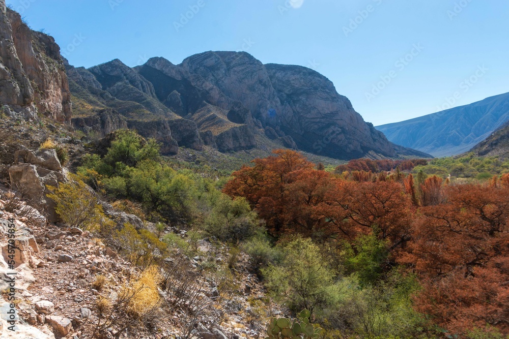 Growth of fall foliage on the surface of a rocky mount under blue sky Growth of fall foliage on the surface of a rocky mount under blue sky