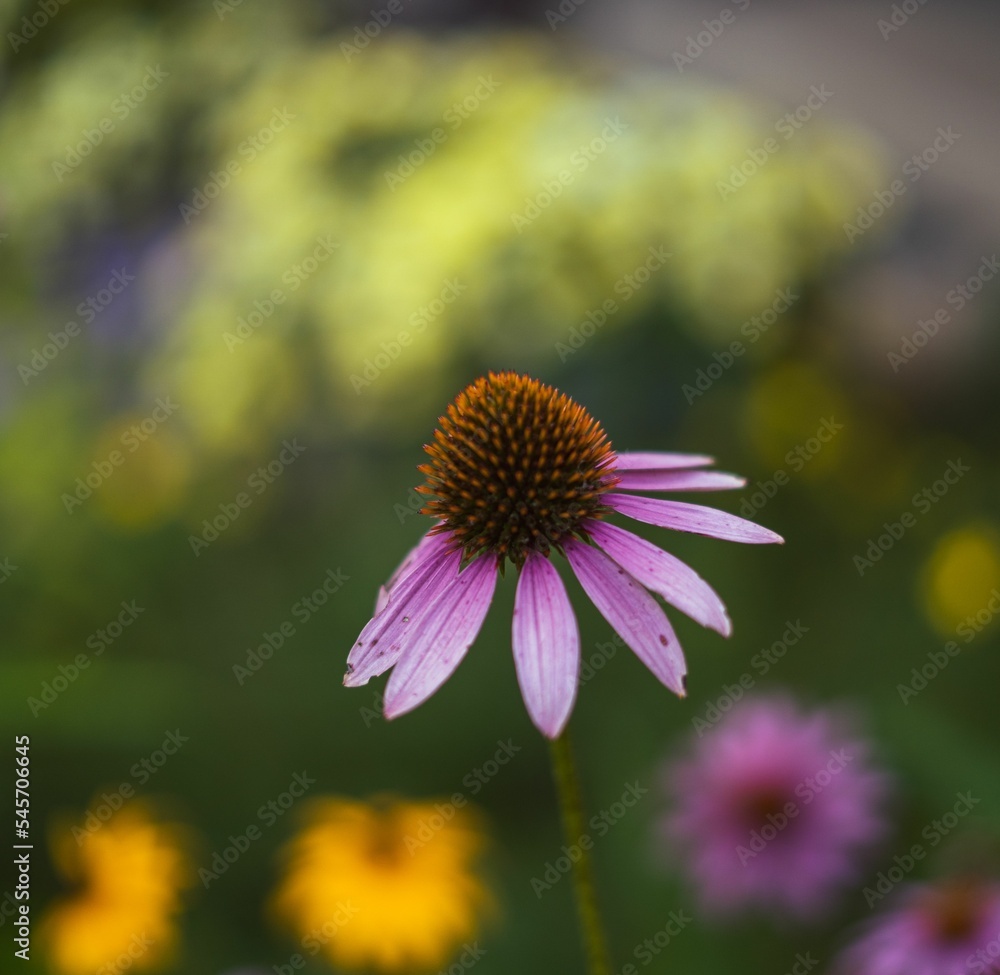 Selective focus shot of a pink daisy Selective focus shot of a pink daisy