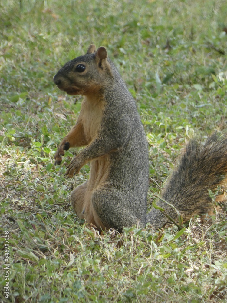 Selective of a fox squirrel (Sciurus niger) in a park Selective of a fox squirrel (Sciurus niger) in a park
