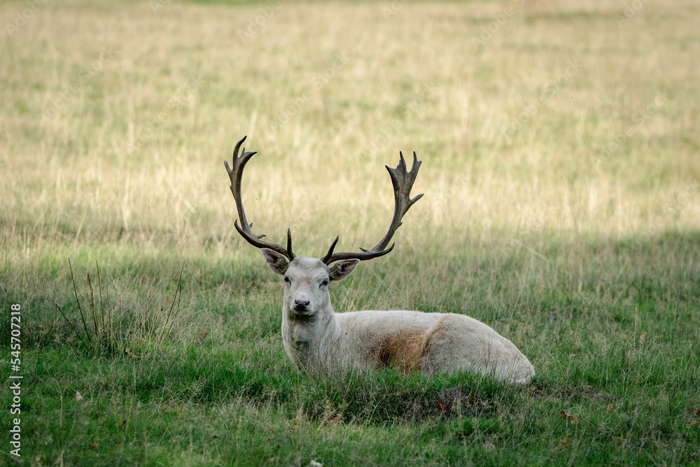 Selective of deer in Knole Park, Kent Selective of deer in Knole Park, Kent