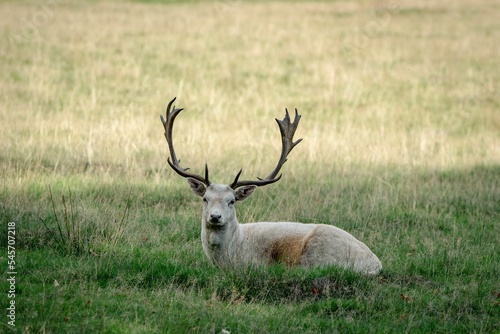 Fototapeta Naklejka Na Ścianę i Meble -  Selective of deer in Knole Park, Kent