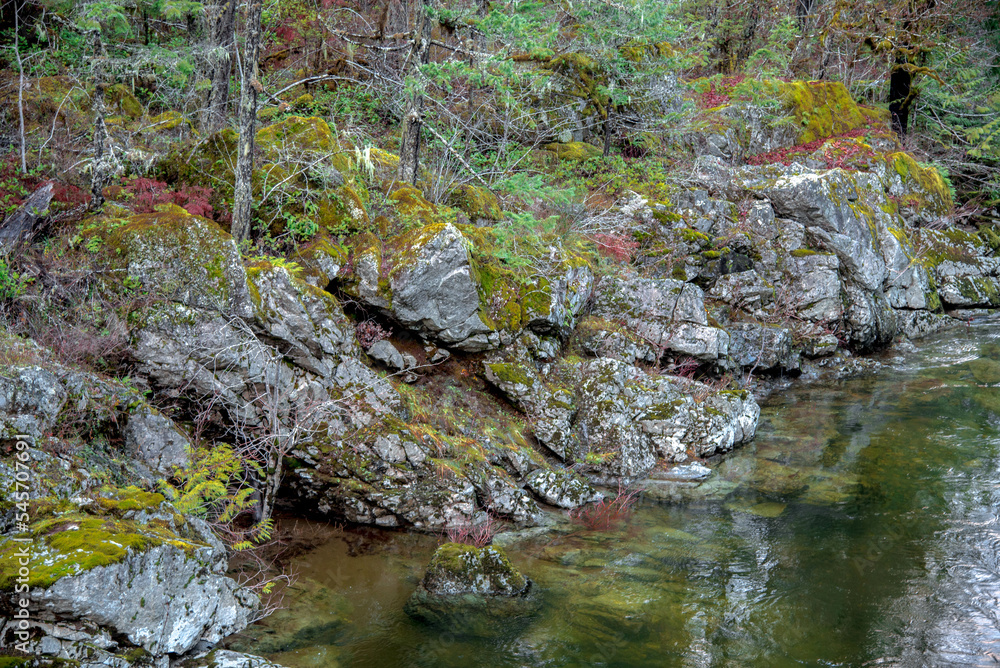 stream in the forest stream in the forest