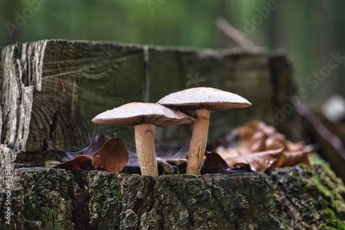Obraz na płótnie Pilz Pilze w salonie