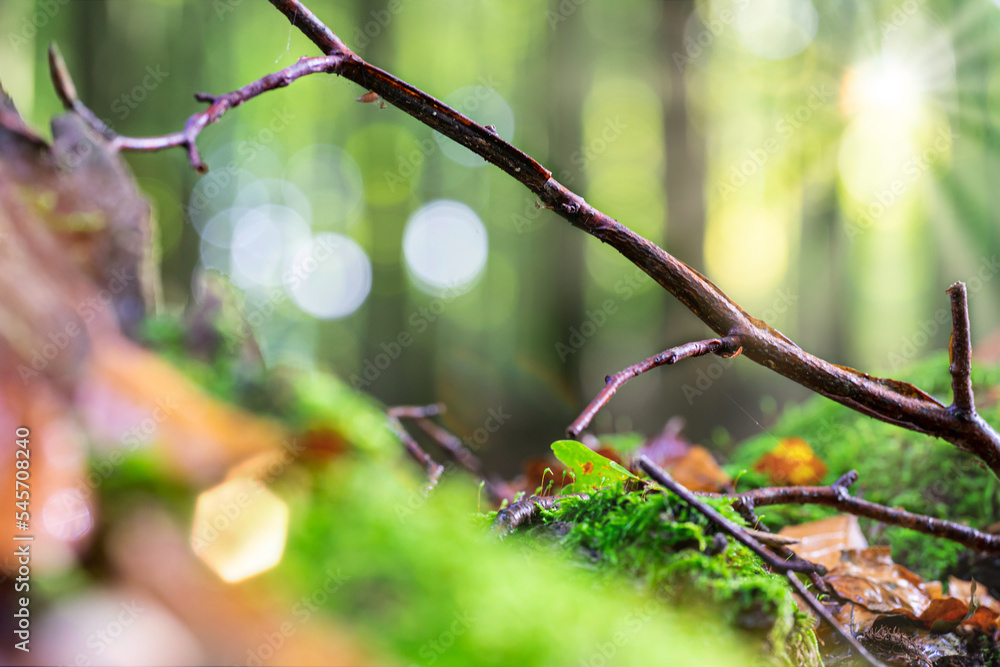 Zweig im Wald