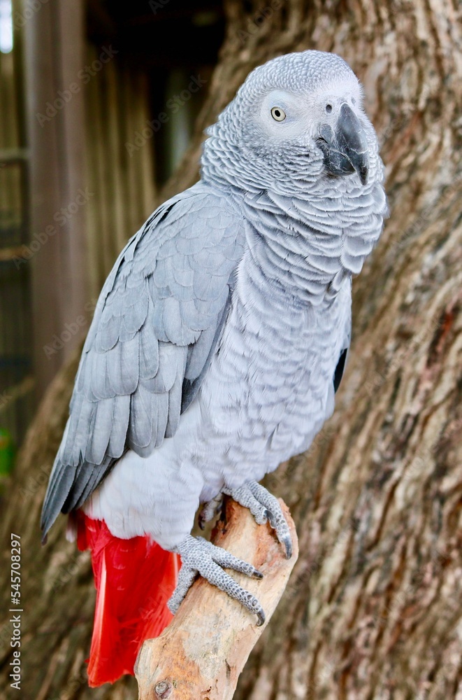 Obraz premium Vertical closeup of a gray parrot perched on a tree branch in a zoo