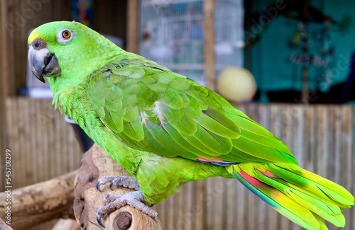 Closeup of a green Yellow-naped amazon perched on a tree branch in a zoo