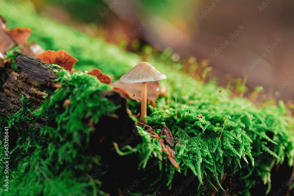 Pilz Pilze