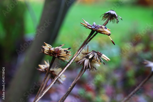 Gerbera Kunzeana Leibnitzia nepalensis photo