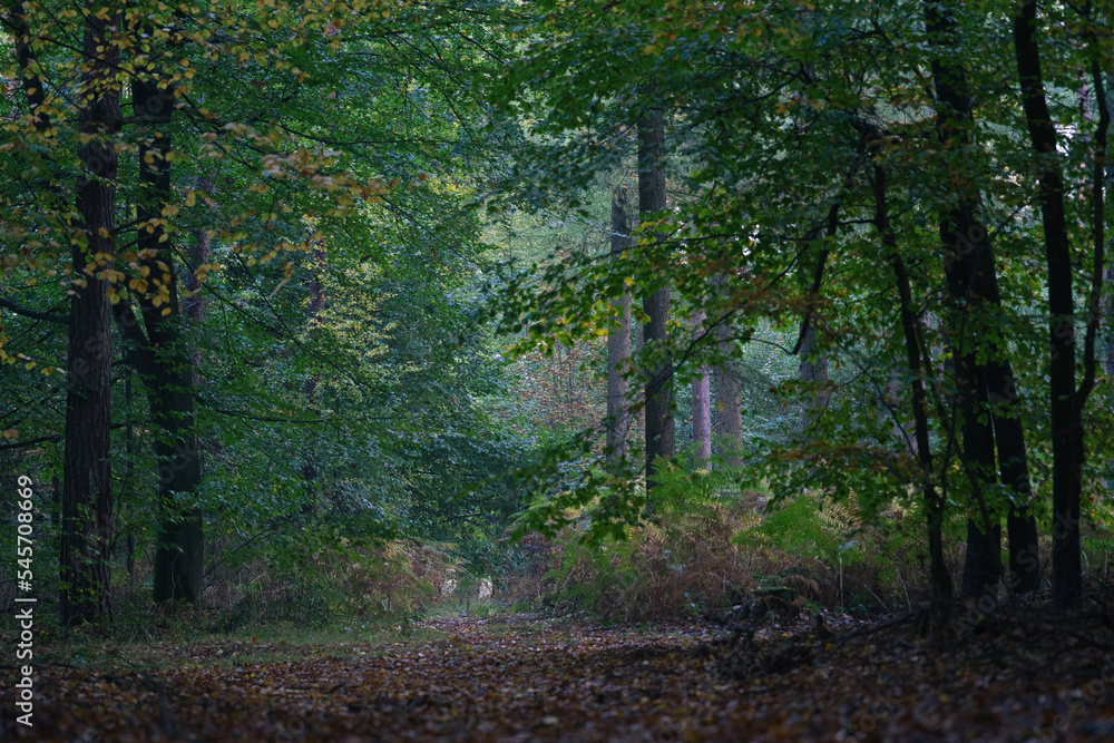 Im Wald