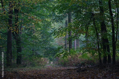Obraz na płótnie Im Wald w salonie