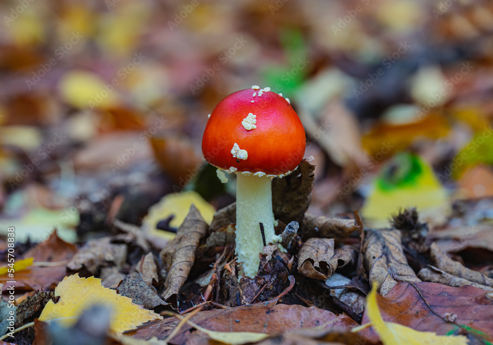 Pilz Pilze