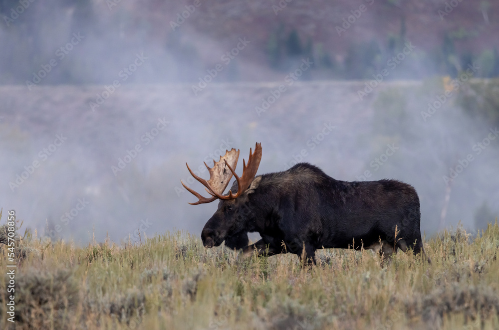 Bull Shiras Moose in Wyoming During the Fall Rut Bull Shiras Moose in Wyoming During the Fall Rut