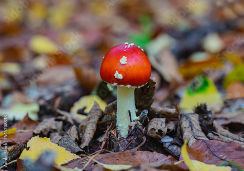 Obraz na płótnie Pilz Pilze w salonie