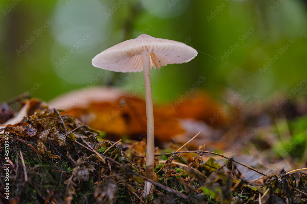 Pilz Pilze